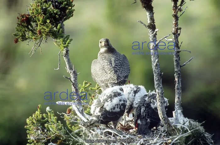 : Gyrfalcons in Nest : Gyrfalcons in Nest