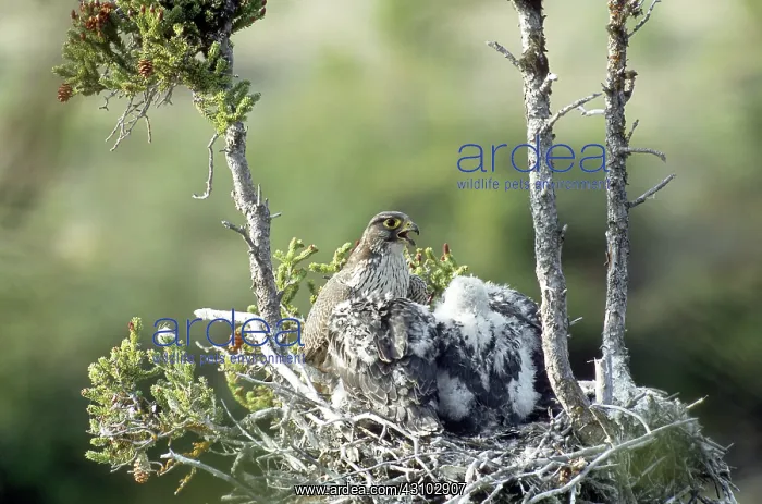 : Gyrfalcons in Nest : Gyrfalcons in Nest