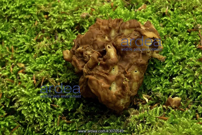 : Gyromitra parma, a fungus in the Discinaceae family : Gyromitra parma, a fungus in the Discinaceae family