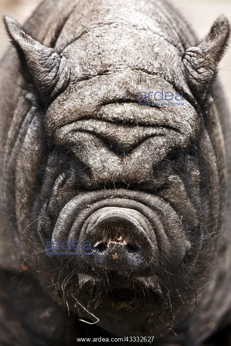 : H&, x4ba7;ebauchDomestic Pig (Sus scrofa domestica) : H&, x4ba7;ebauchDomestic Pig (Sus scrofa domestica)