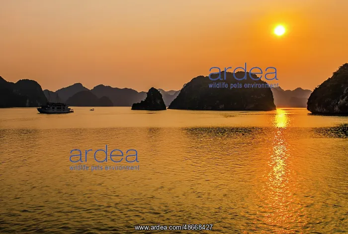 : Ha Long Bay, Vietnam. Landscape view of boat carrying : Ha Long Bay, Vietnam. Landscape view of boat carrying