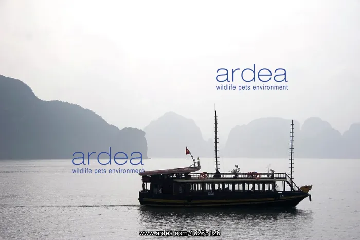 : Ha Long Bay, Vietnam. UNESCO declared World : Ha Long Bay, Vietnam. UNESCO declared World