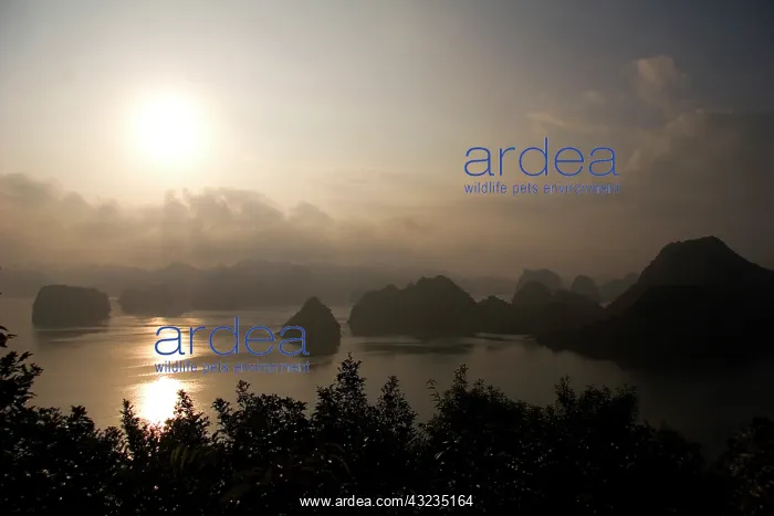 : Ha Long Bay, Vietnam. UNESCO declared World : Ha Long Bay, Vietnam. UNESCO declared World