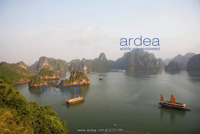 : Ha Long Bay, Vietnam. UNESCO declared World : Ha Long Bay, Vietnam. UNESCO declared World