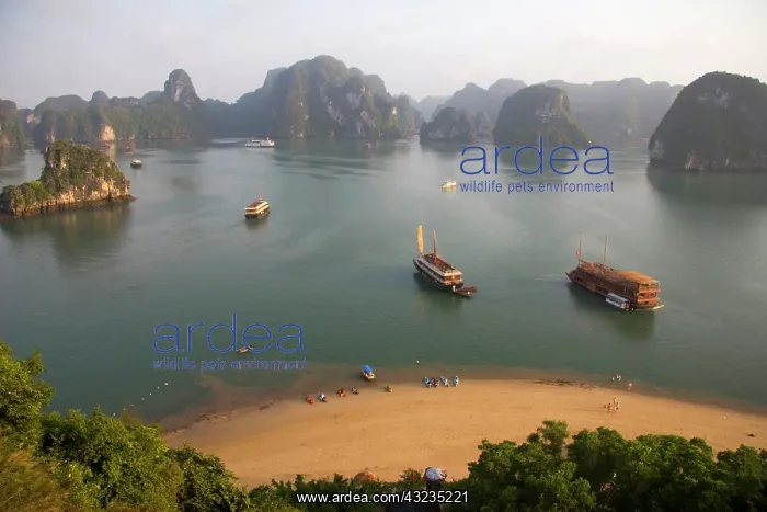 : Ha Long Bay, Vietnam. UNESCO declared World : Ha Long Bay, Vietnam. UNESCO declared World