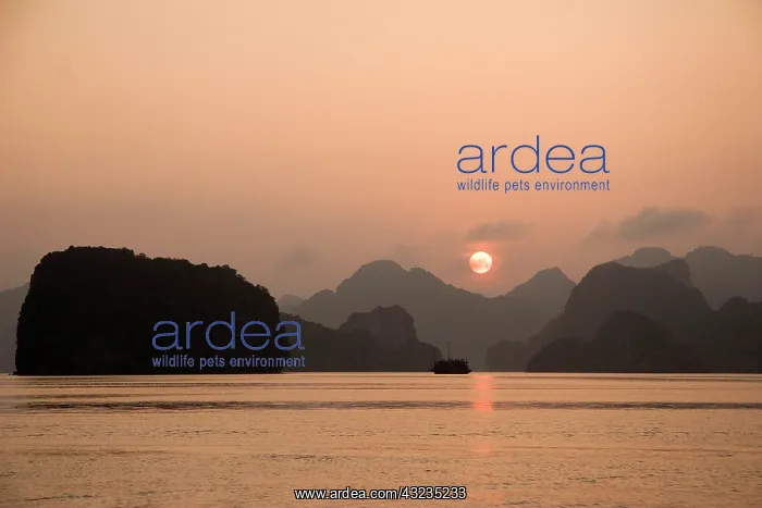 : Ha Long Bay, Vietnam. UNESCO declared World : Ha Long Bay, Vietnam. UNESCO declared World