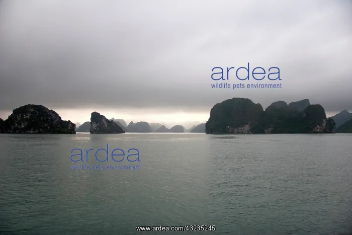 : Ha Long Bay, Vietnam. UNESCO declared World : Ha Long Bay, Vietnam. UNESCO declared World