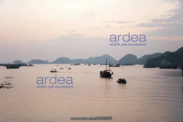 : Ha Long Bay, Vietnam. UNESCO declared World : Ha Long Bay, Vietnam. UNESCO declared World