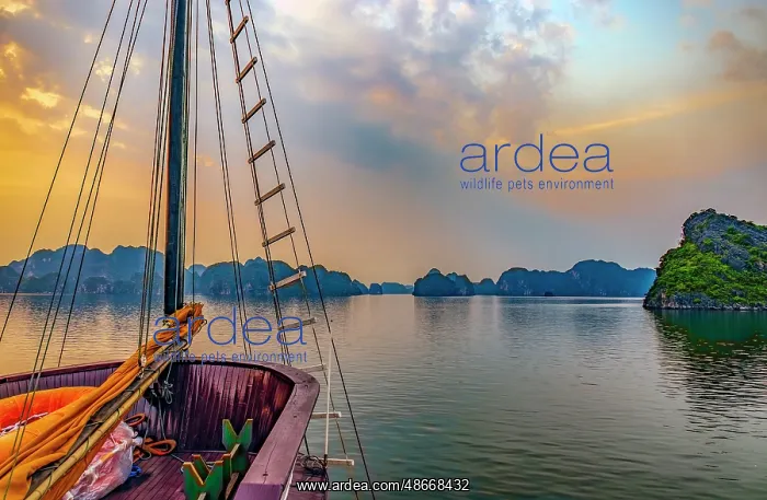 : Ha Long Bay, Vietnam. Wide angle landscape view of tourist : Ha Long Bay, Vietnam. Wide angle landscape view of tourist