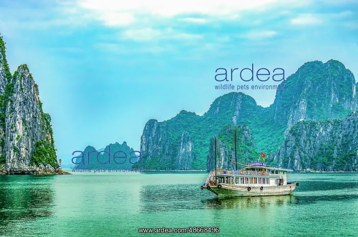 : Ha Long Bay, Vietnam. Wide angle landscape view of tourist : Ha Long Bay, Vietnam. Wide angle landscape view of tourist