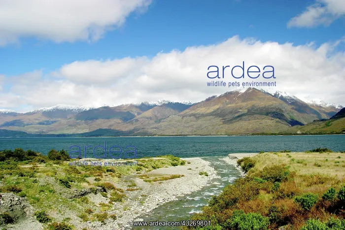 : Haast, New Zealand. Countryside between : Haast, New Zealand. Countryside between