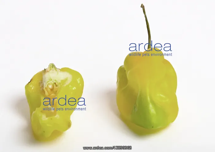 : Habanero Chili Pepper : Habanero Chili Pepper