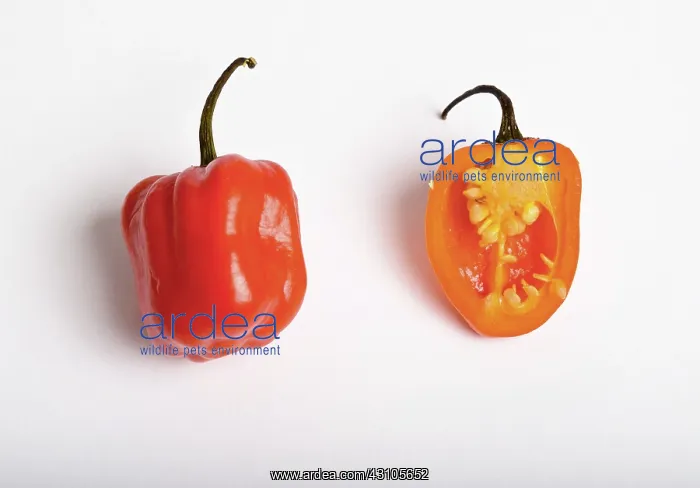 : Habanero Chili Pepper : Habanero Chili Pepper