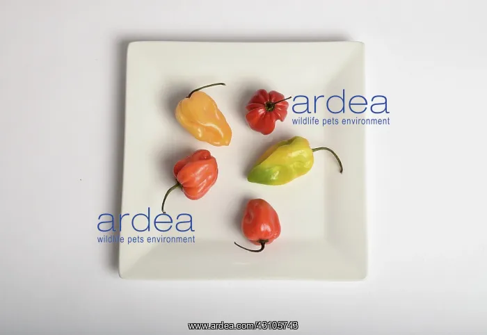 : Habanero Chili Pepper : Habanero Chili Pepper