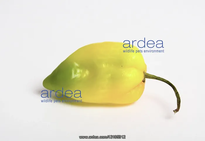  : Habanero Chili Pepper
