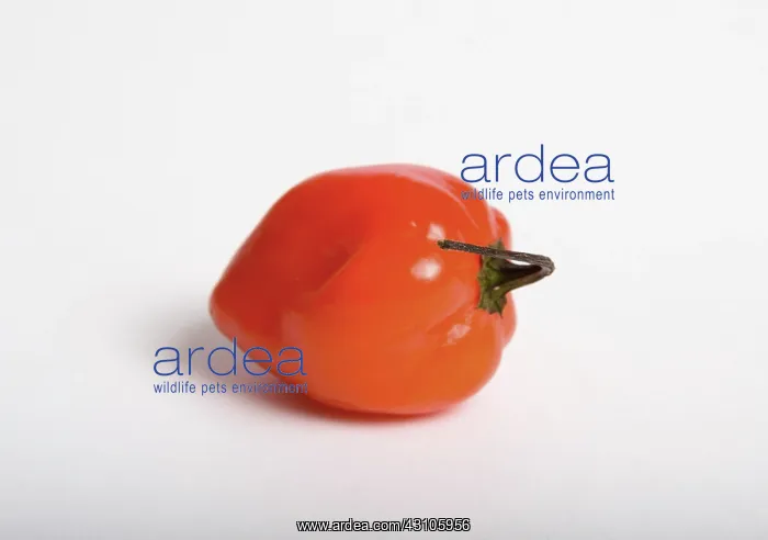 : Habanero Chili Pepper : Habanero Chili Pepper