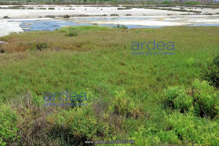 : Habitat destruction : Habitat destruction