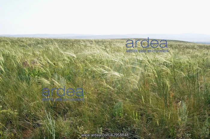  : Habitat of Himalayan Marmot and Red-cheeked Souslik