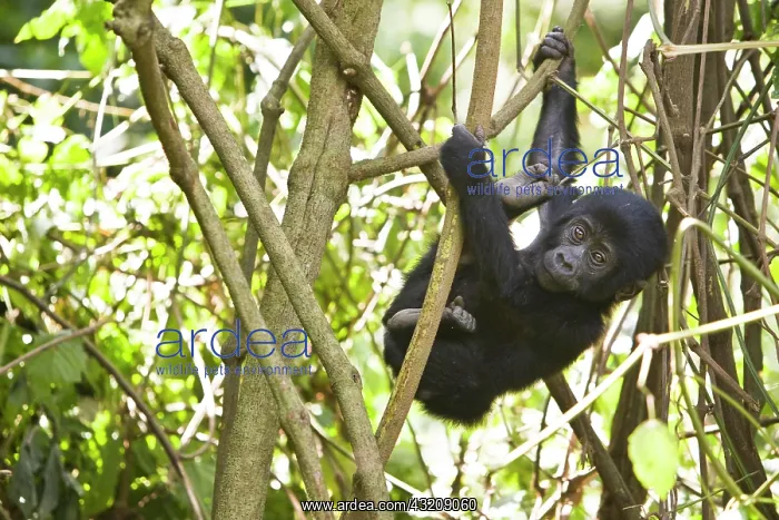 : Habituated group of mountain gorillas (Gorilla beringei : Habituated group of mountain gorillas (Gorilla beringei