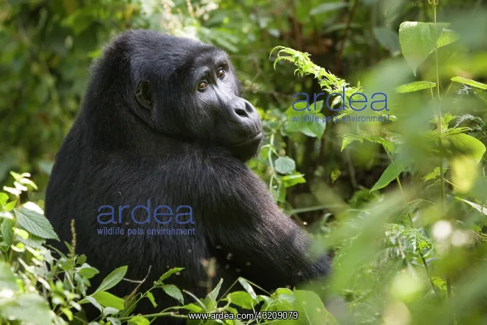 : Habituated group of mountain gorillas (Gorilla beringei : Habituated group of mountain gorillas (Gorilla beringei