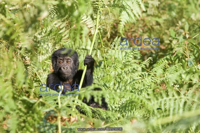 : Habituated group of mountain gorillas (Gorilla beringei : Habituated group of mountain gorillas (Gorilla beringei