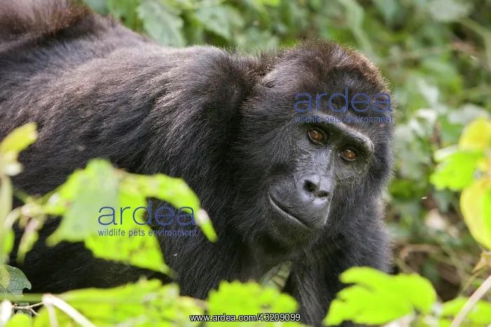 : Habituated group of mountain gorillas (Gorilla beringei : Habituated group of mountain gorillas (Gorilla beringei