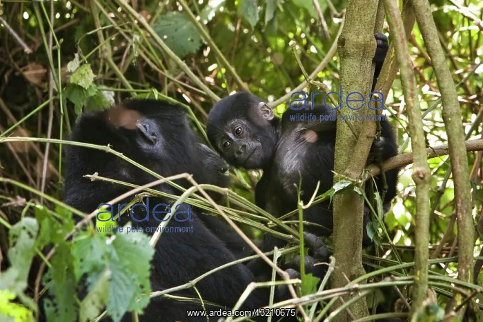 : Habituated group of mountain gorillas (Gorilla beringei : Habituated group of mountain gorillas (Gorilla beringei