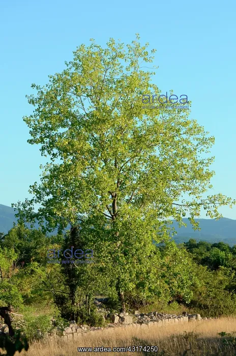 : Hackberry, Labeaume, Ardeche, France : Hackberry, Labeaume, Ardeche, France