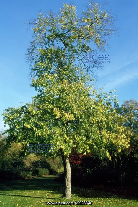 : Hackberry / Nettle Tree : Hackberry / Nettle Tree