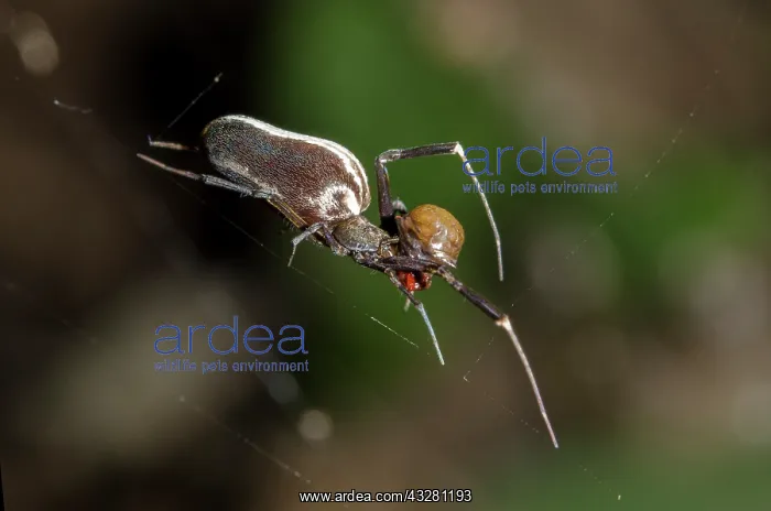 : Hackled Orb-weaver Spider - with silk-wrapped prey : Hackled Orb-weaver Spider - with silk-wrapped prey
