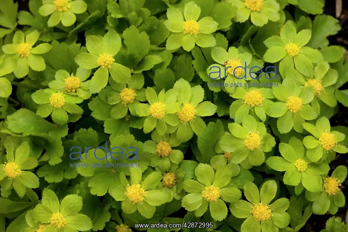 : Hacquetia epipactis : Hacquetia epipactis