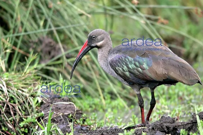 : Hadada / Hadeda Ibis : Hadada / Hadeda Ibis