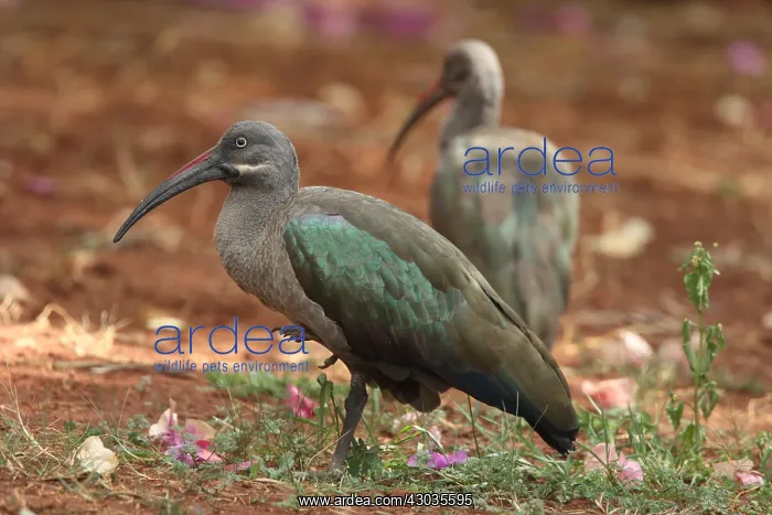 : hadada or hadeda ibis (Bostrychia hagedash), Kenya : hadada or hadeda ibis (Bostrychia hagedash), Kenya