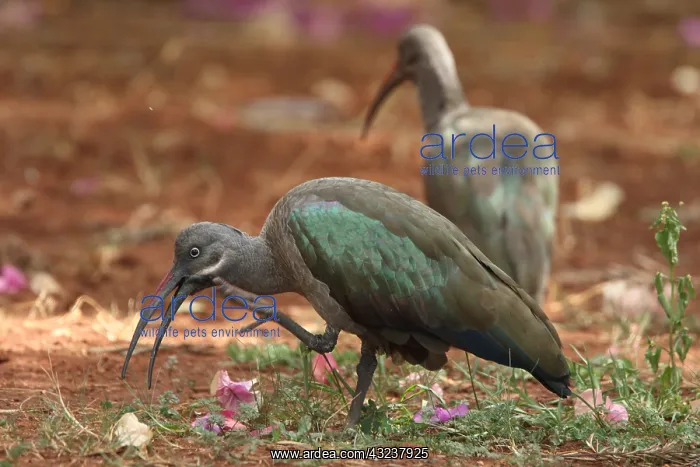 : hadada or hadeda ibis (Bostrychia hagedash), Kenya : hadada or hadeda ibis (Bostrychia hagedash), Kenya