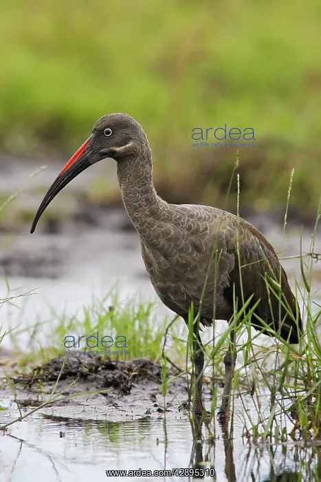 : Hadada Ibis : Hadada Ibis