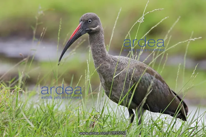 : Hadada Ibis : Hadada Ibis