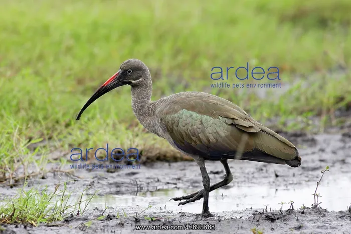 : Hadada Ibis : Hadada Ibis