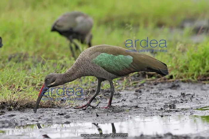: Hadada Ibis : Hadada Ibis