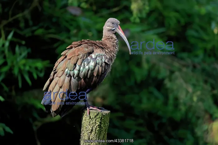 : Hadada ibis (Bostrychia hagedash), adult, perch : Hadada ibis (Bostrychia hagedash), adult, perch
