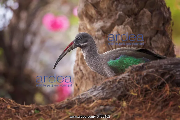: Hadada ibis (Bostrychia hagedash) Family of ibises : Hadada ibis (Bostrychia hagedash) Family of ibises