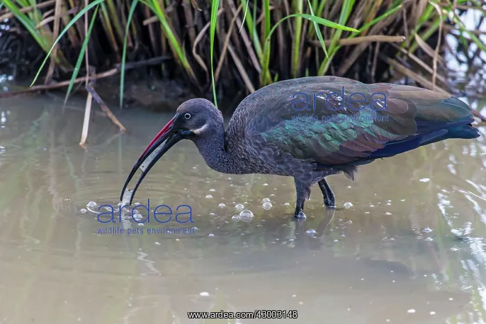 : Hadada Ibis fishing in river : Hadada Ibis fishing in river