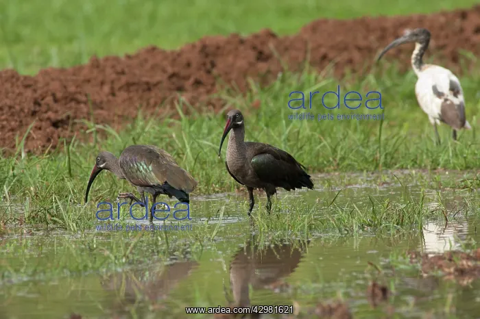 : Hadada Ibis - in swamp : Hadada Ibis - in swamp