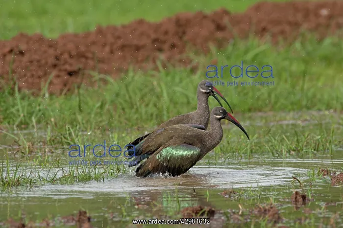 : Hadada Ibis - in swamp : Hadada Ibis - in swamp