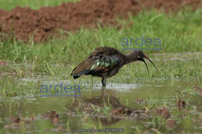 : Hadada Ibis - in swamp : Hadada Ibis - in swamp