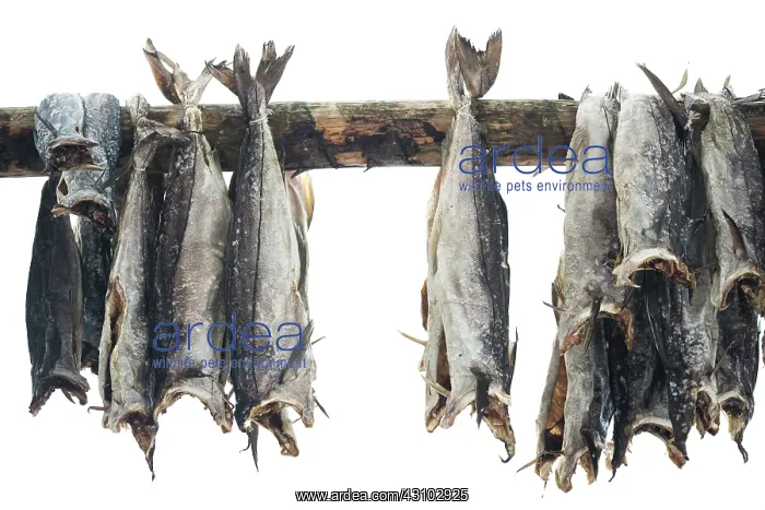 : Haddock (Melanogrammus aeglefinus) on fishing reck, Norway : Haddock (Melanogrammus aeglefinus) on fishing reck, Norway