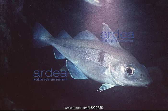 : Haddock : Haddock