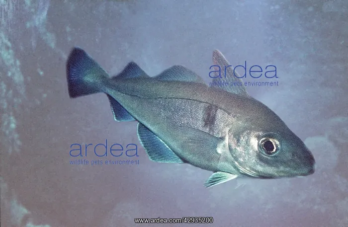 : Haddock Fish : Haddock Fish