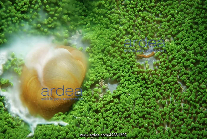 : HADDONIS SEA ANEMONE - spawning : HADDONIS SEA ANEMONE - spawning