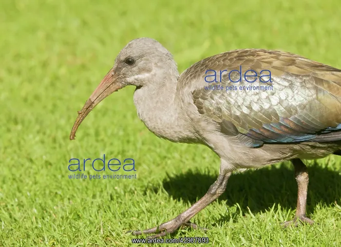 : Hadeda Ibis - feeding on grass. Cape Town, South : Hadeda Ibis - feeding on grass. Cape Town, South