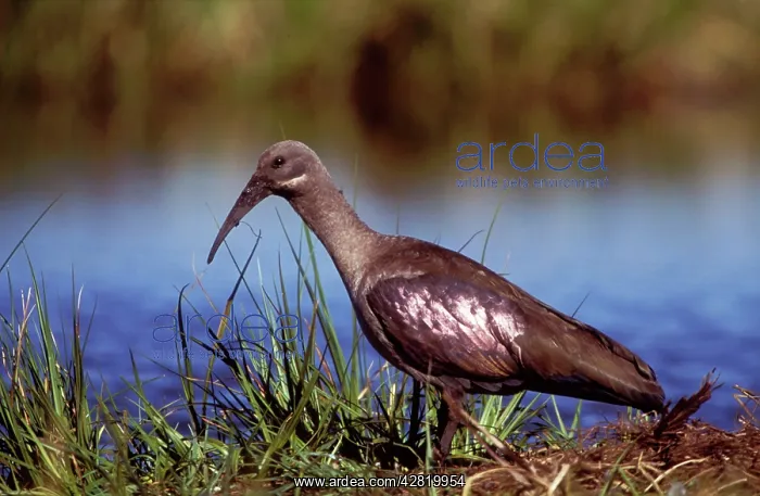 : Hadeda IBIS - mud on beak : Hadeda IBIS - mud on beak